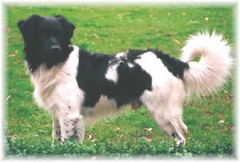 ludo12_000.jpg